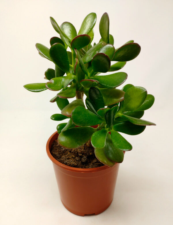 Arbol de Jade o Crassula ovata