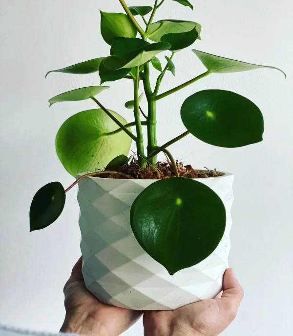 Cucharita o Peperomia Polybotrya 30cms