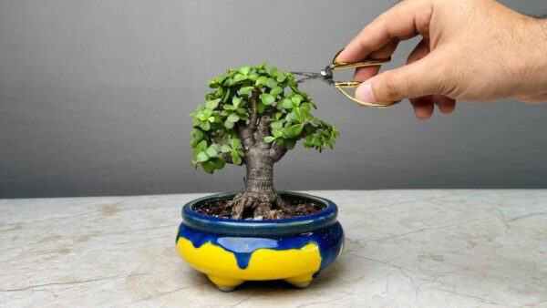 Arbol de Jade o Crassula ovata BONSAI 5cm