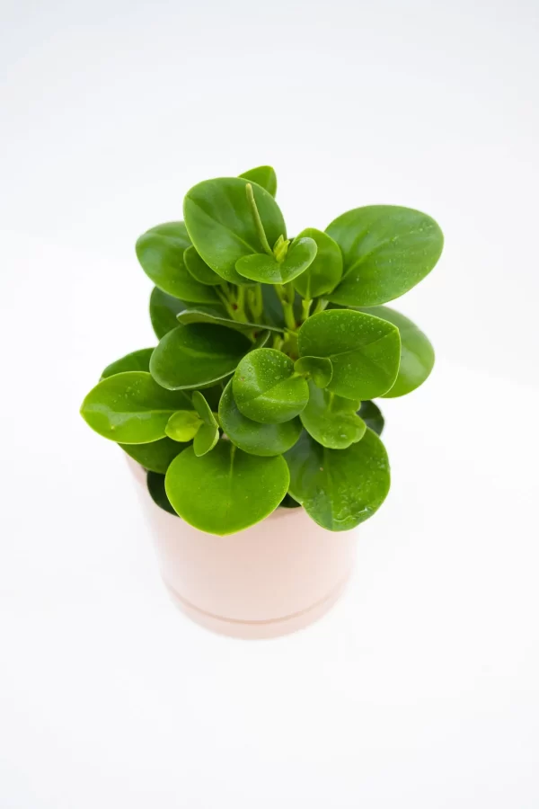 Peperomia Obtusifolia 20 cms - Image 2